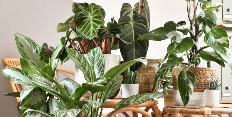 10 Houseplants to Grow and Nurture in the Garage | FLEXIMOUNTS